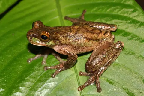 American Cinchona Plantation Tree Frog
