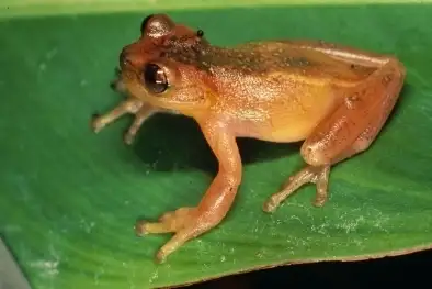 Zetek's Tree Frog