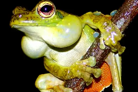 ocellated tree frog