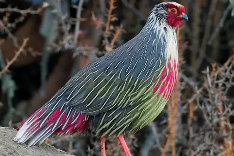 Blood Pheasant