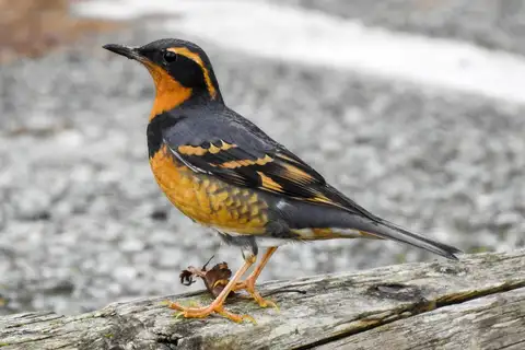 Varied Thrush