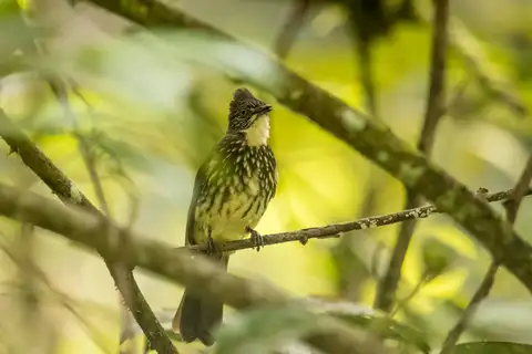 Cream-striped Bulbul