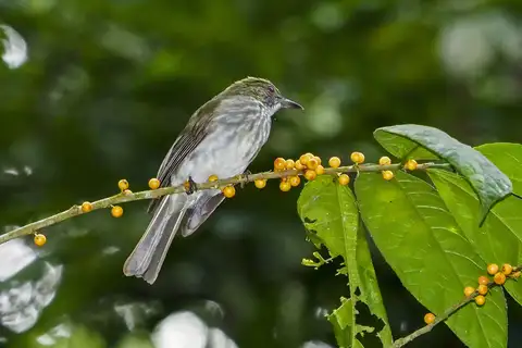 Streaked Bulbul