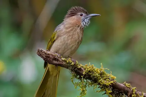Mountain Bulbul