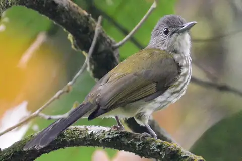 Javan Bulbul