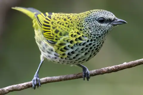 Spotted Tanager