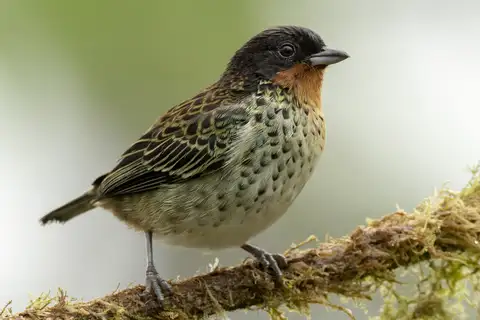 Rufous-throated Tanager
