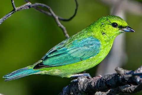 Dotted Tanager