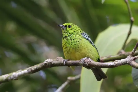 Yellow-bellied Tanager