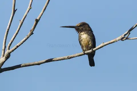 Three-toed Jacamar