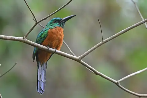 Great Jacamar
