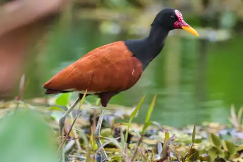 Wattled Jacana