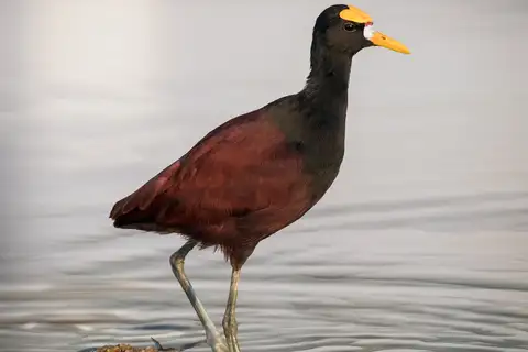 Northern Jacana