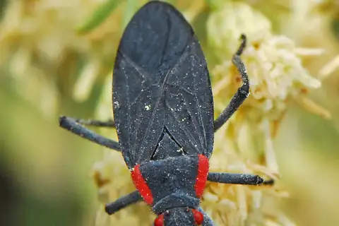 Red-shouldered Bug