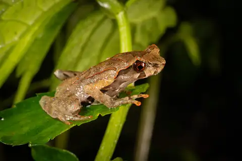 Ye's Horned Toad