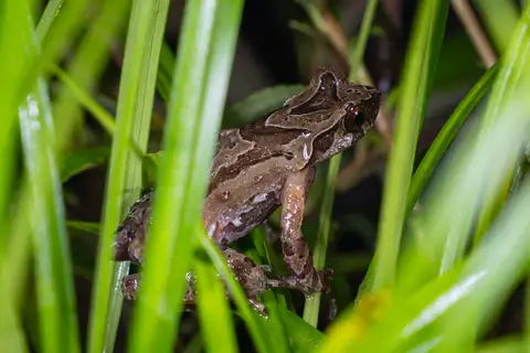 Zhao’s Horned Toad