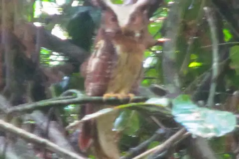 Maned Owl