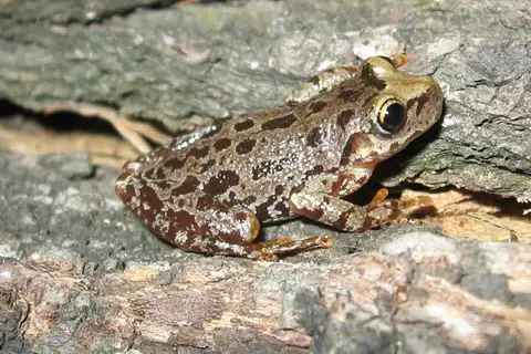 Schmidt's Uruguay Tree Frog