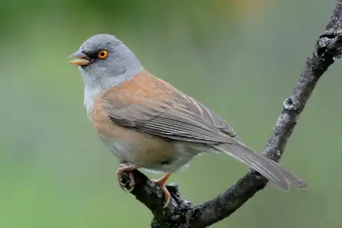 Baird's Junco