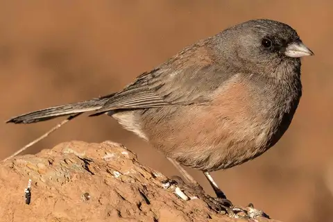 Guadalupe Junco