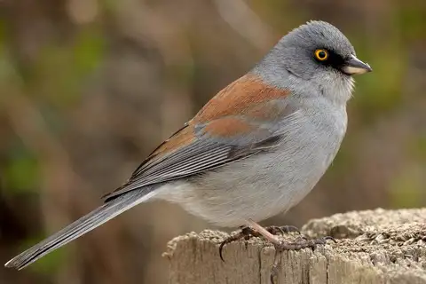 Yellow-eyed Junco