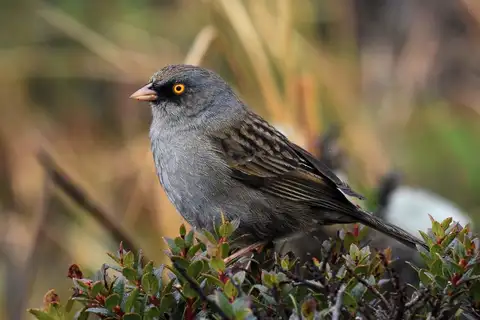 Volcano Junco