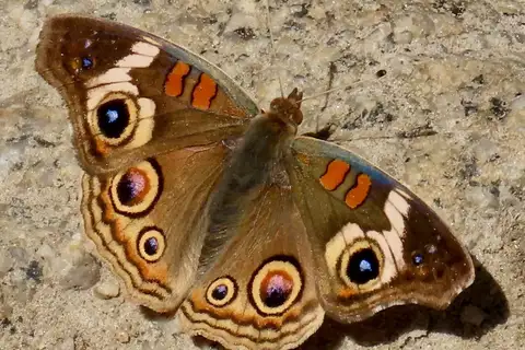 Gray Buckeye