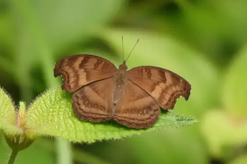 Chocolate Pansy
