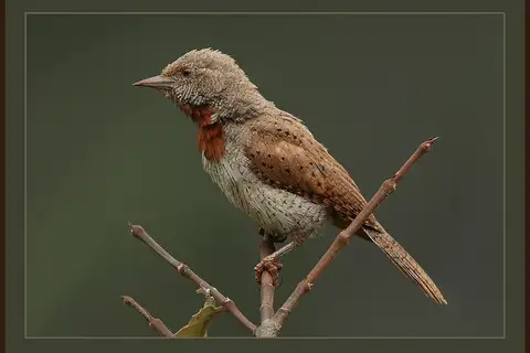 Red-throated Wryneck