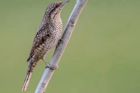 Eurasian Wryneck