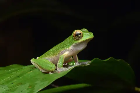 New Guinea Pale Green Treefrog
