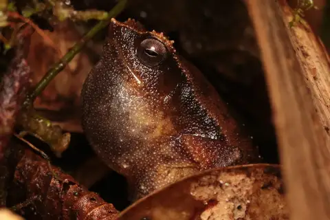 Kinabalu Sticky Frog