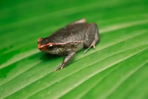 Short-fingered Sticky Frog