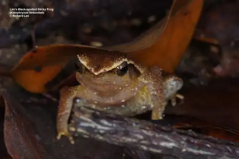 Johor Tiny Sticky Frog