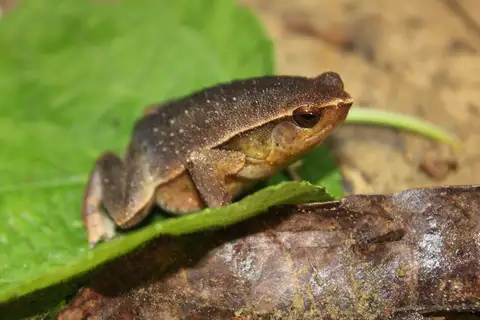 Rufous-sided Sticky Frog