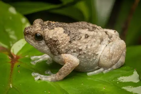 Muller's Narrowmouth Frog