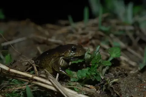 Boreal Digging Frog
