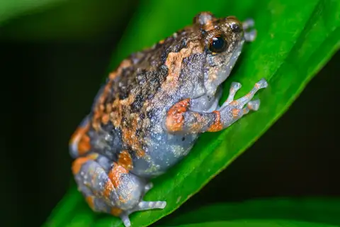 Wide-disked Painted Frog