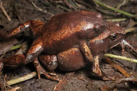 Luzon Narrow-mouthed Frog