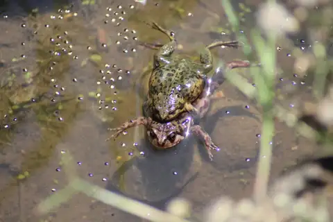 Sichuan Digging Frog