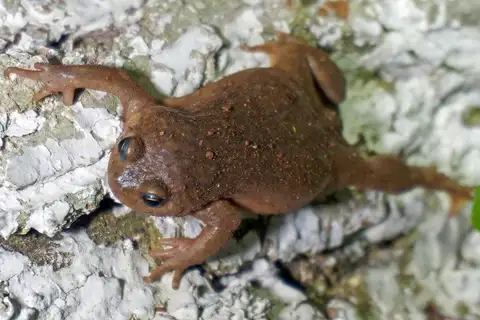 Verrucous Digging Frog