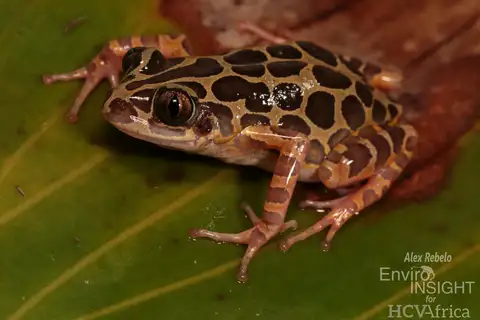 Schiøtz's Running Frog
