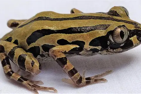 Senegal Running Frog