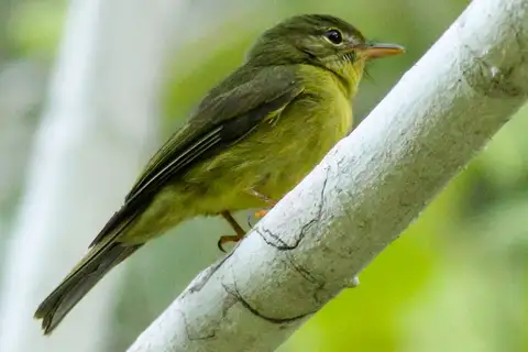 Olive Flyrobin