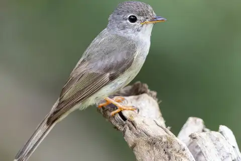 Yellow-legged Flyrobin