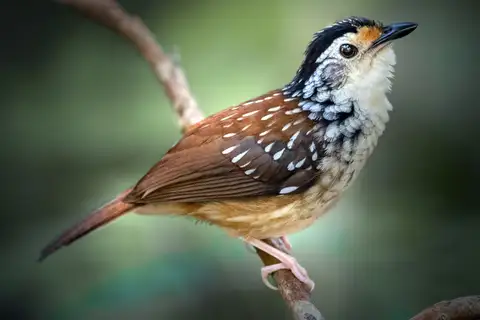 Striped Wren-Babbler