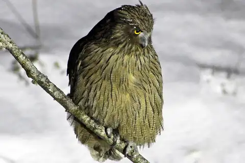 Blakiston's Fish Owl
