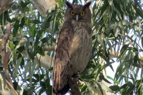 Dusky Eagle-Owl
