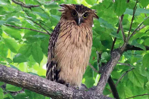 Buffy Fish Owl