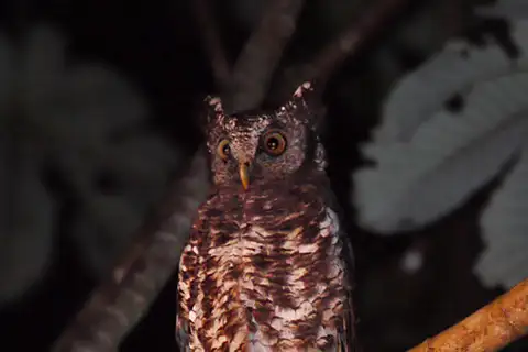 Akun Eagle-Owl